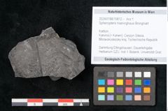 Foto (Objekt + Etikett) von Sphenopteris hoeninghausi Brongniart (NHMW-GEO-2024-0188-10812)